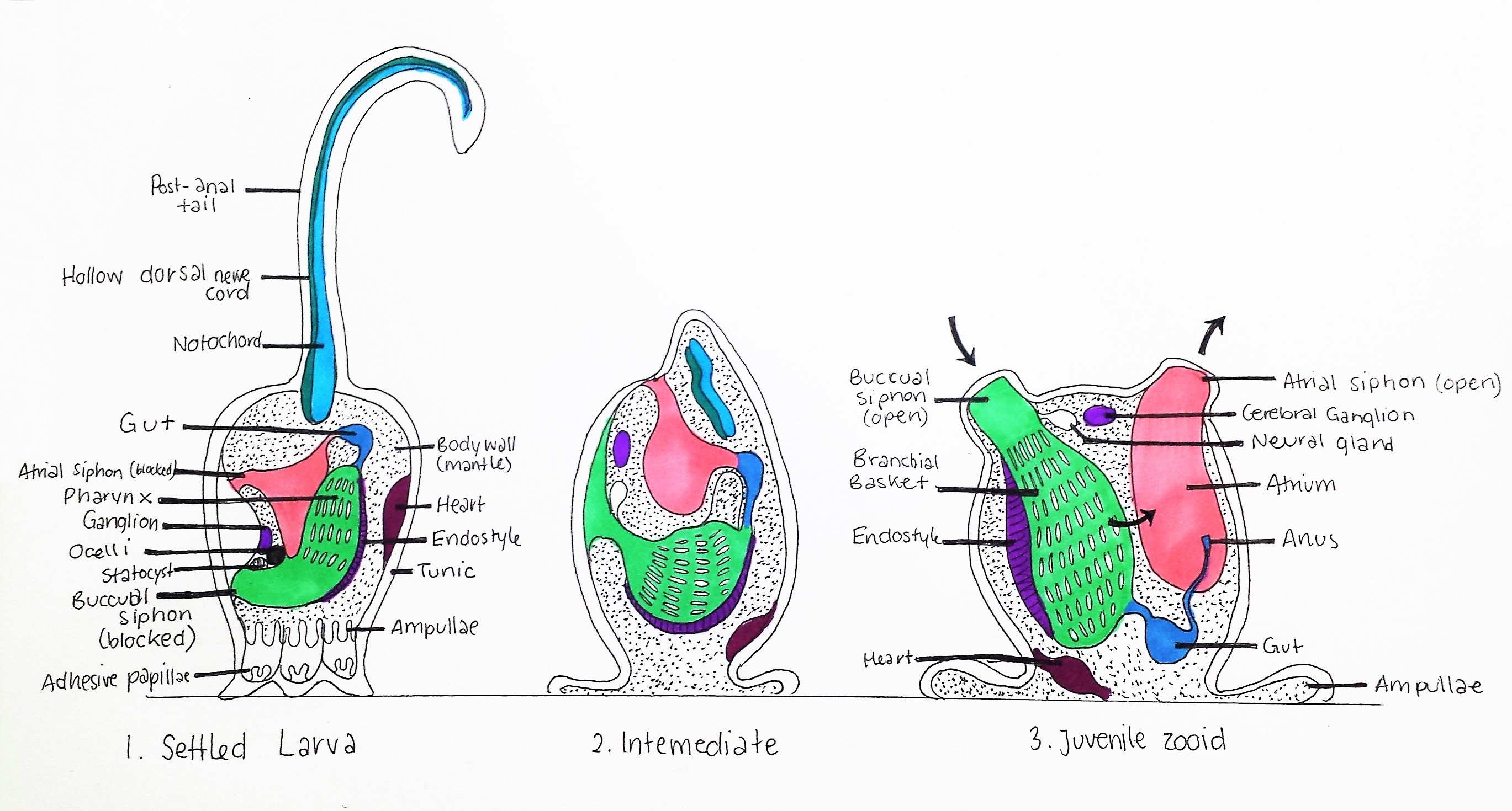 figure image